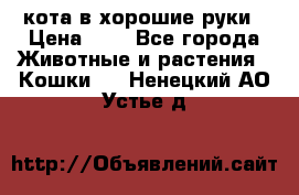 кота в хорошие руки › Цена ­ 0 - Все города Животные и растения » Кошки   . Ненецкий АО,Устье д.